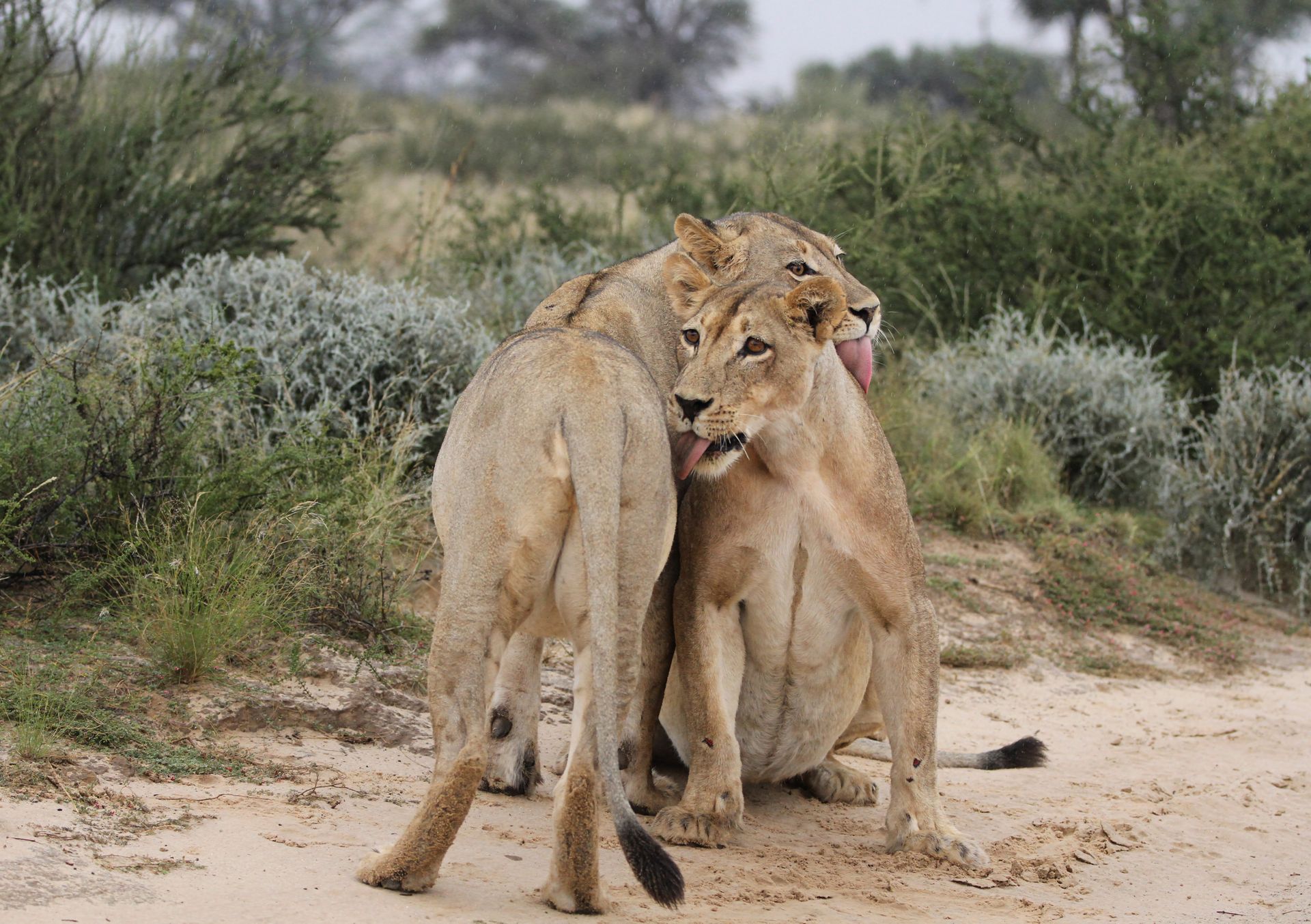 Two lions in the wild interacting, showcasing natural social behavior in a grassy habitat.
