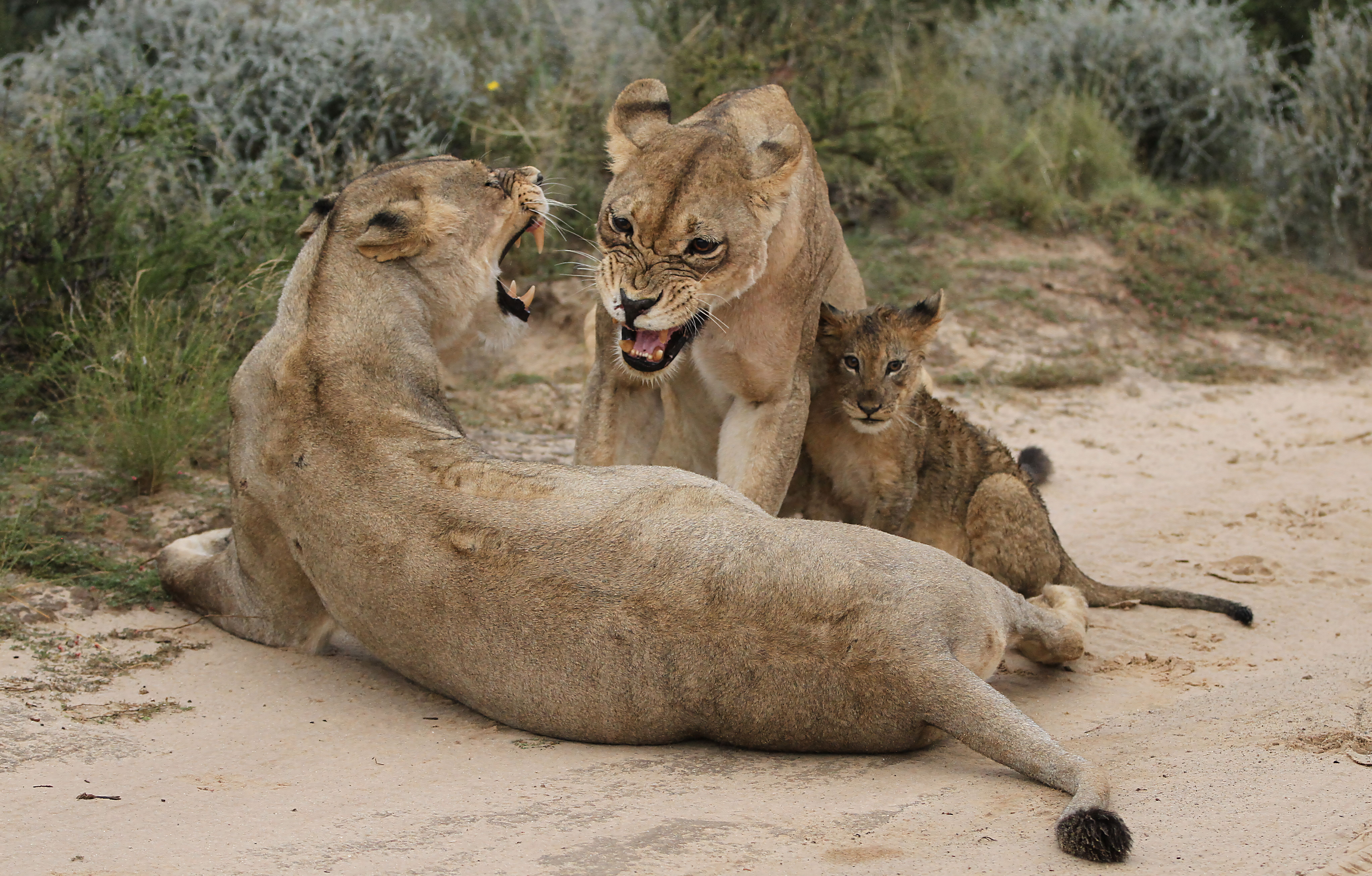 lions get angry