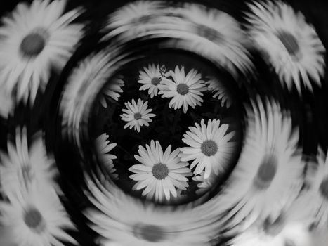 Captivating black and white image of daisies with a mesmerizing spiral effect, creating depth and focus.