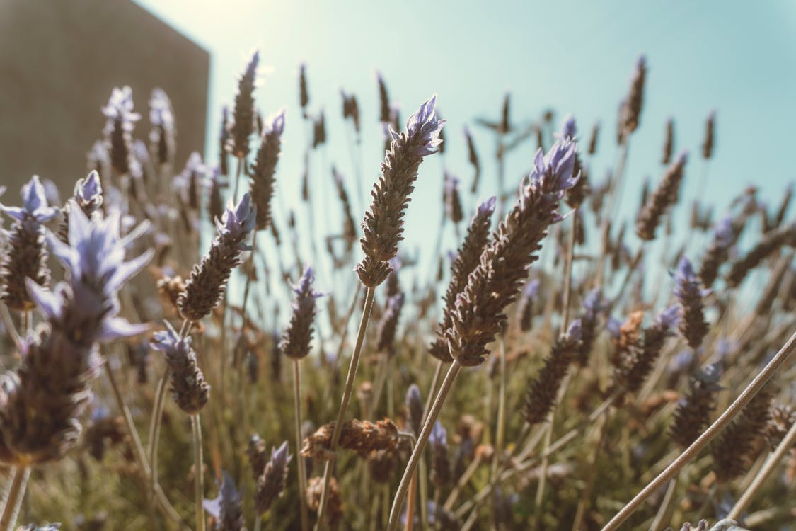 Brown and Purple Flowers