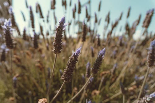 Campo De Flores De Lavanda