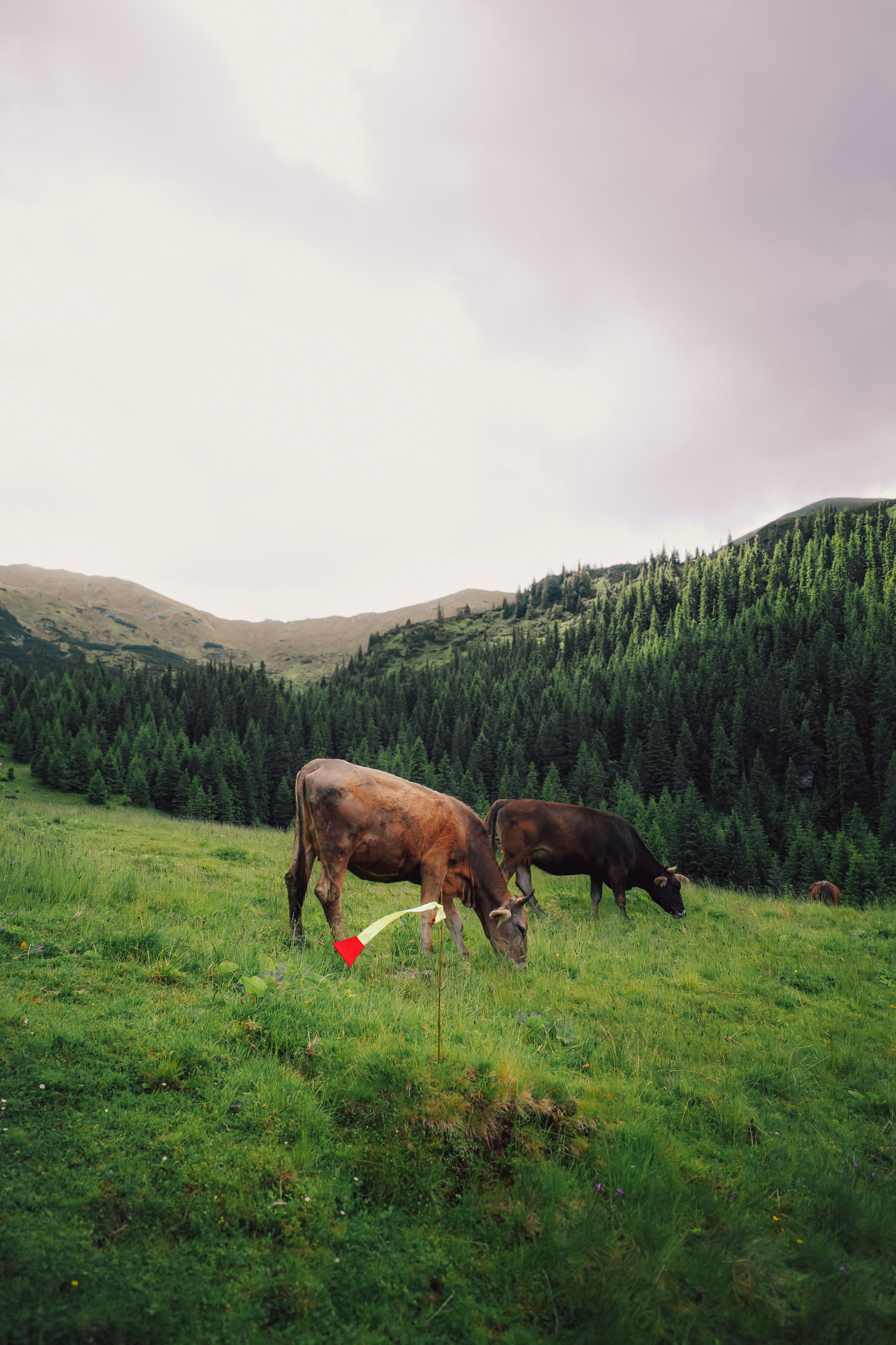 Grazing Cows in Serene Mountain Landscape · Free Stock Photo