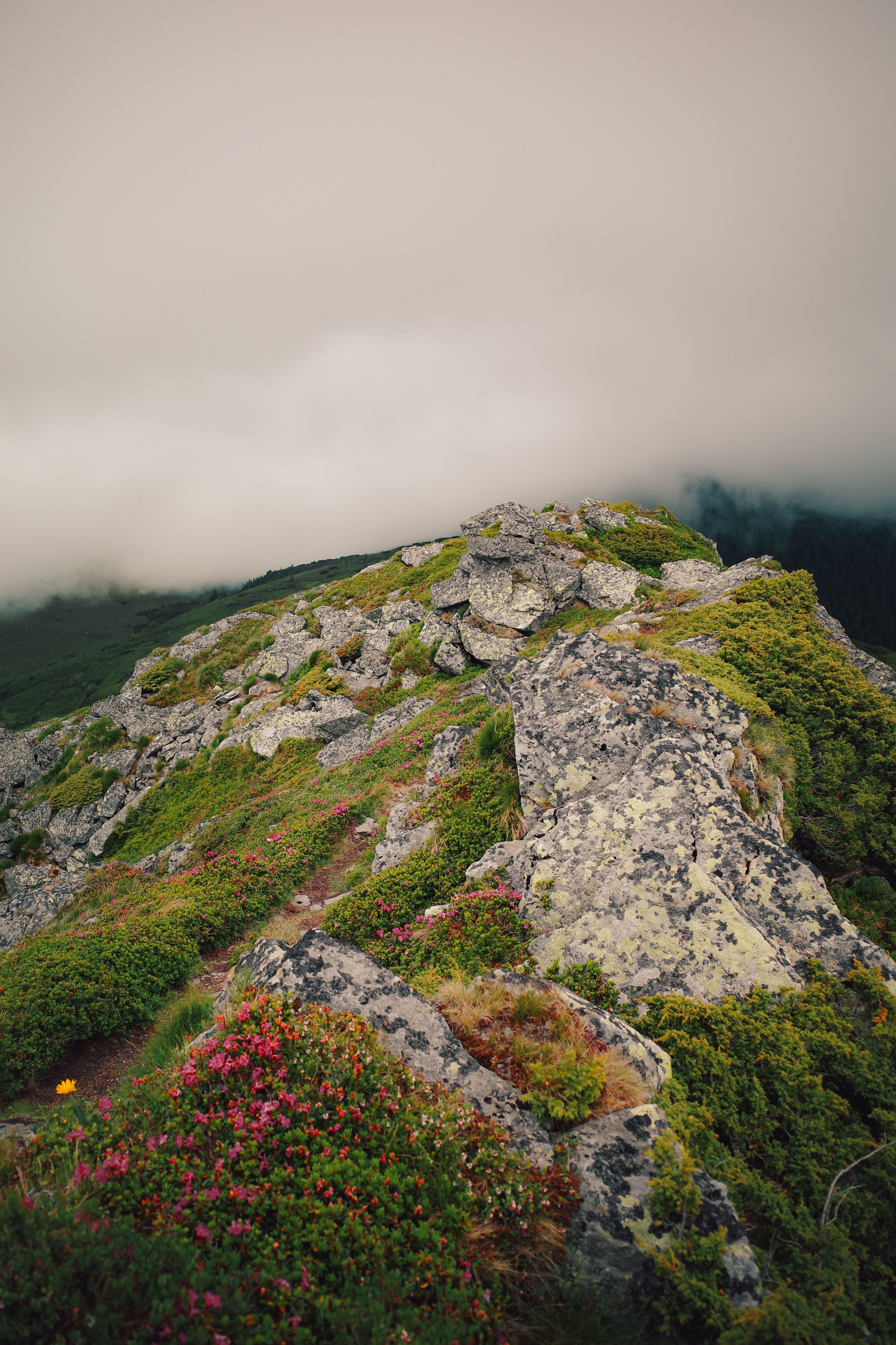 Rocky Mountain Ridge with Pink Flowers and Cloudy Skies · Free Stock Photo