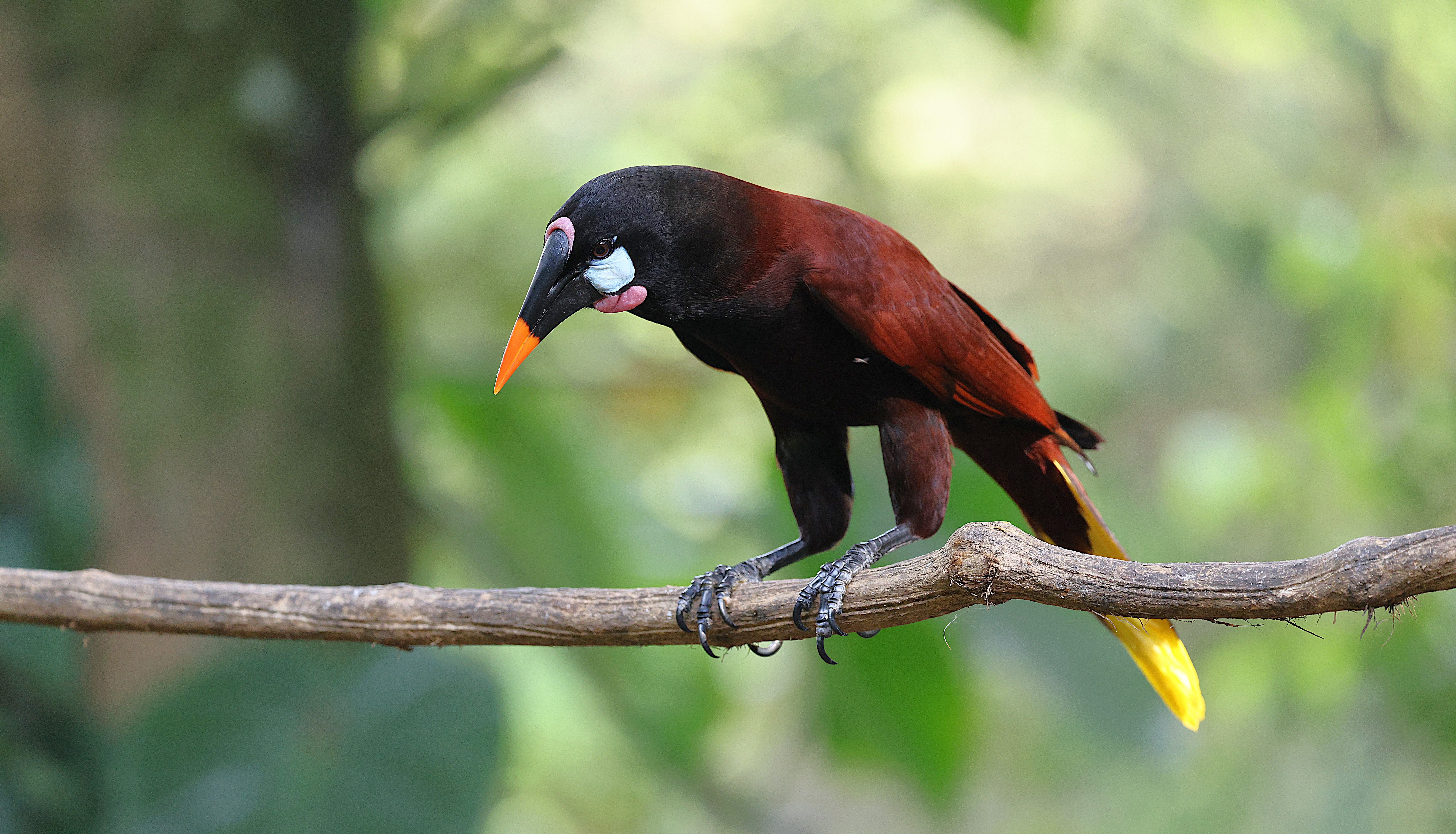 Montezuma, Costa Rica - travel photo