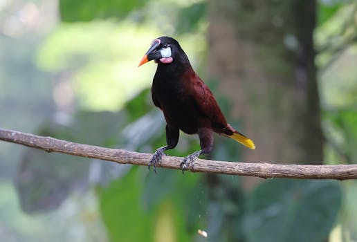 A Montezuma Oropendola perched on a branch in the lush Costa Rican rainforest.