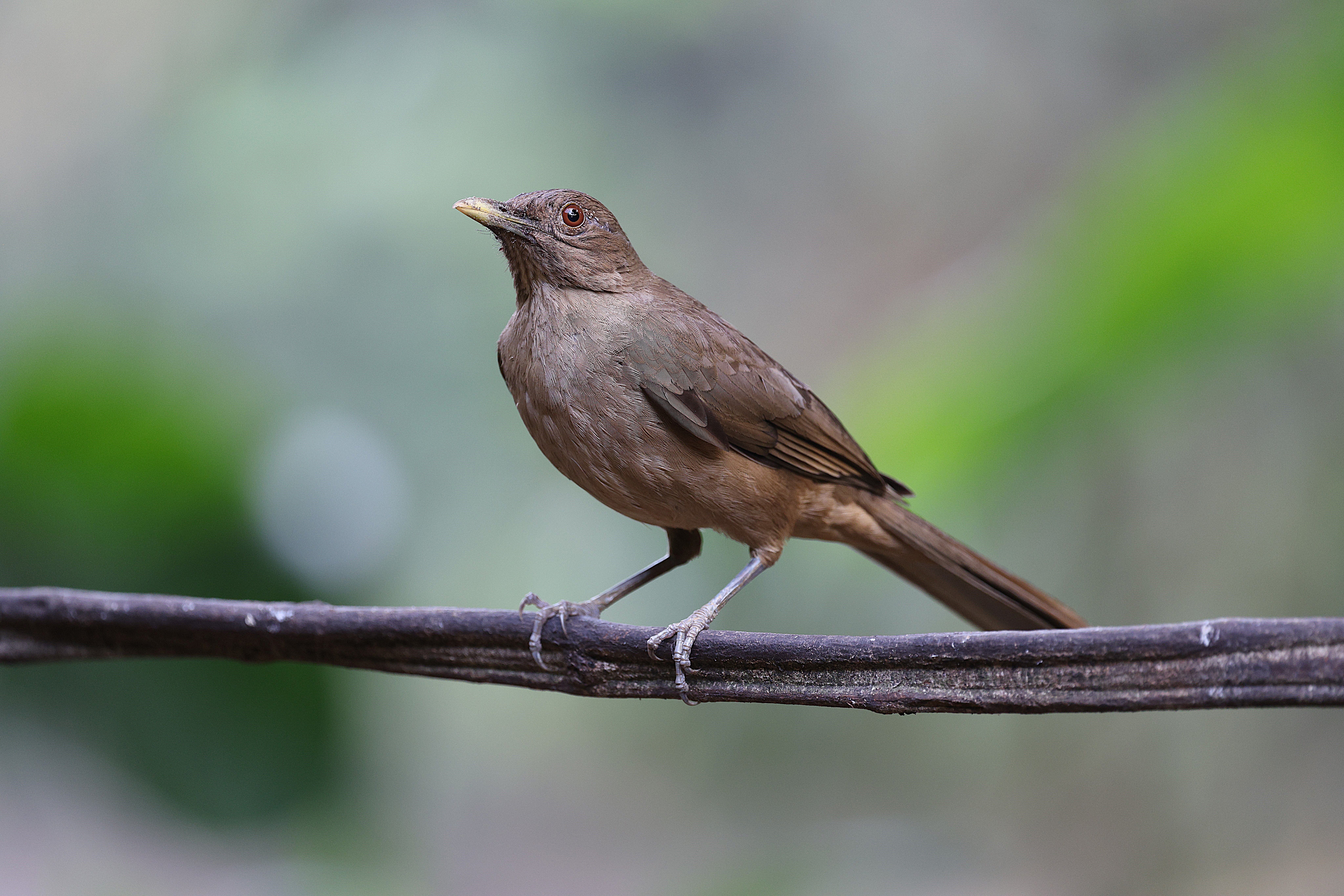 Clay-Colored Thrush Perched in Wildlife Habitat · Free Stock Photo