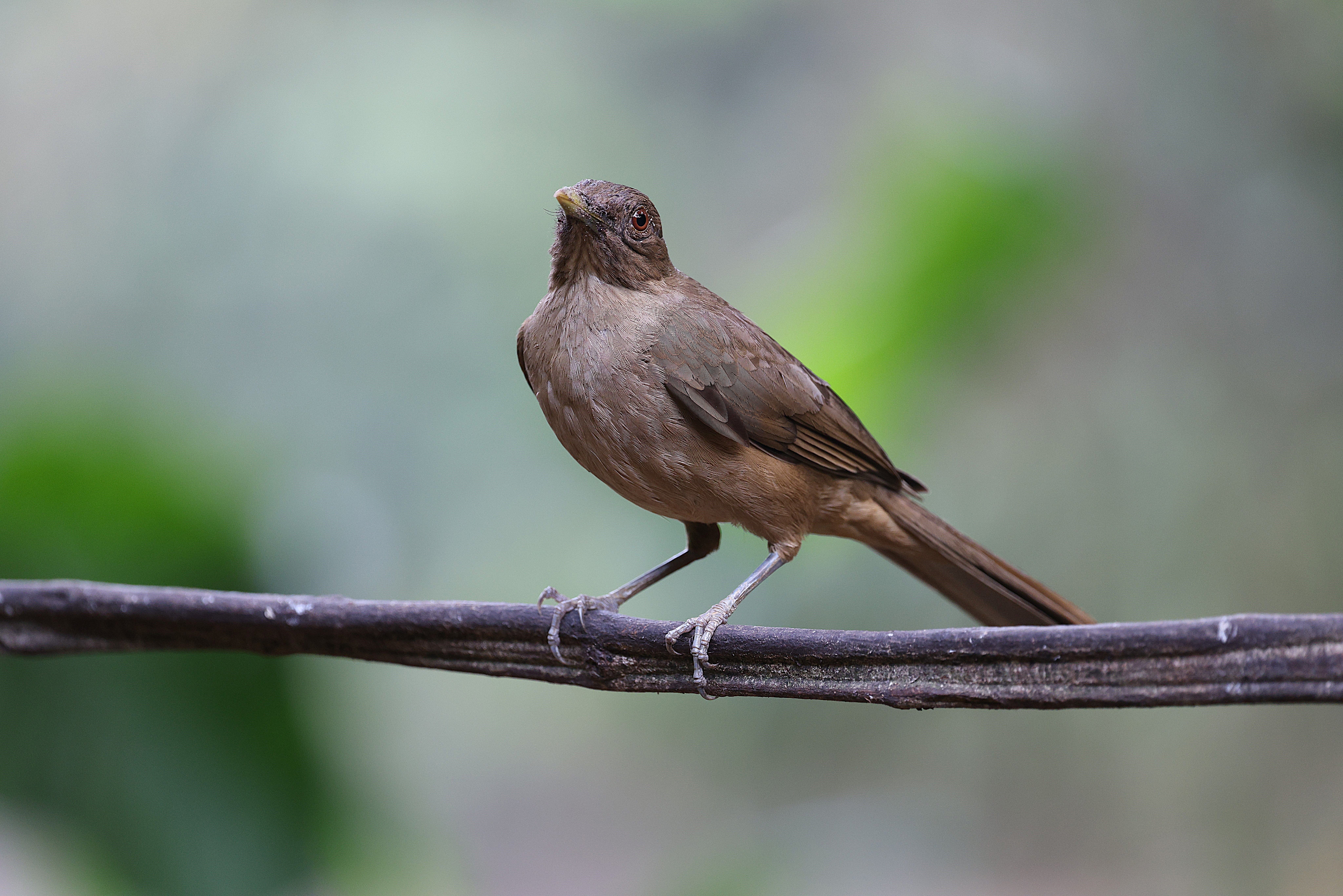 Clay-Colored Thrush Perched in Natural Habitat · Free Stock Photo