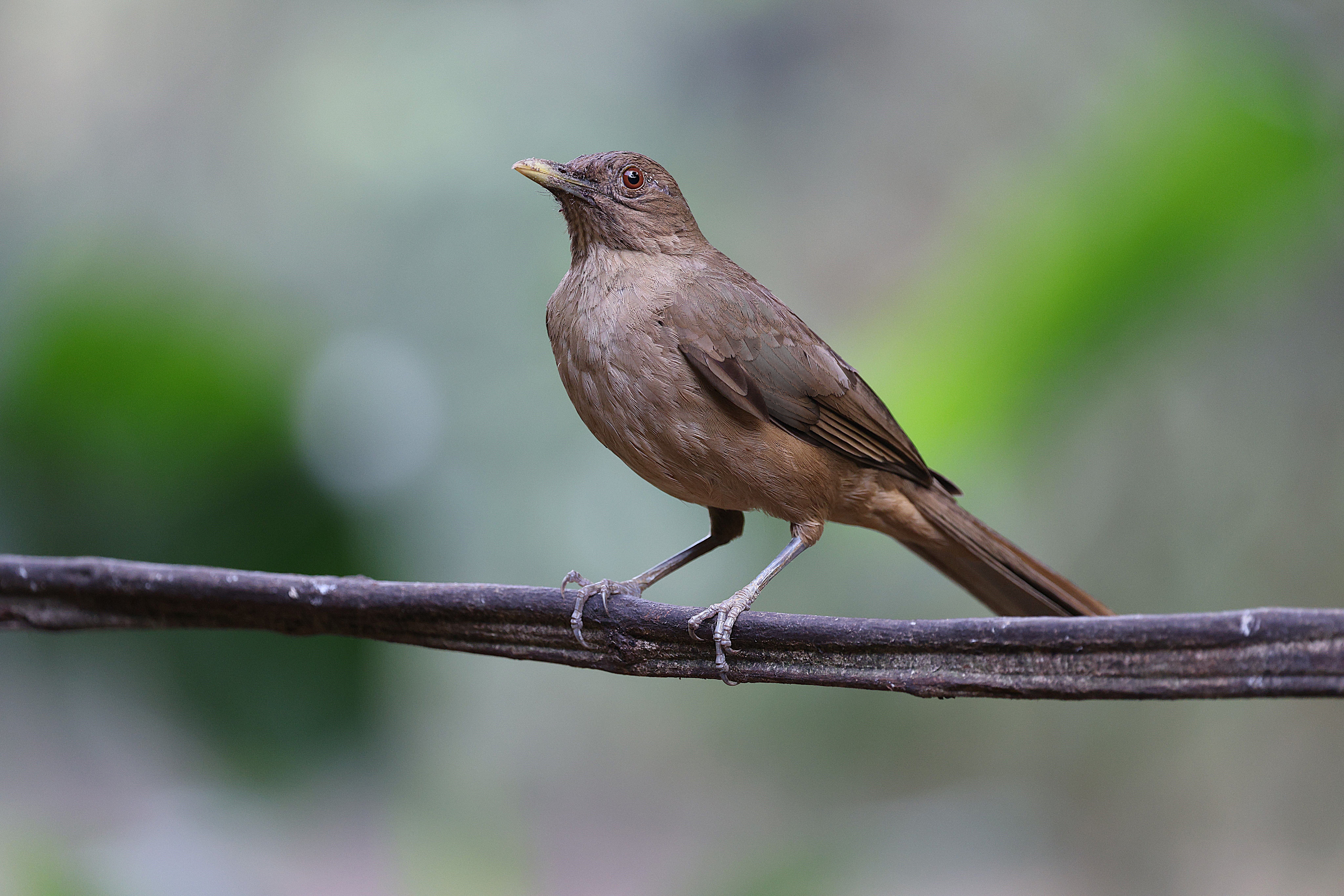 Clay-Colored Thrush Perched on Branch in Costa Rica · Free Stock Photo