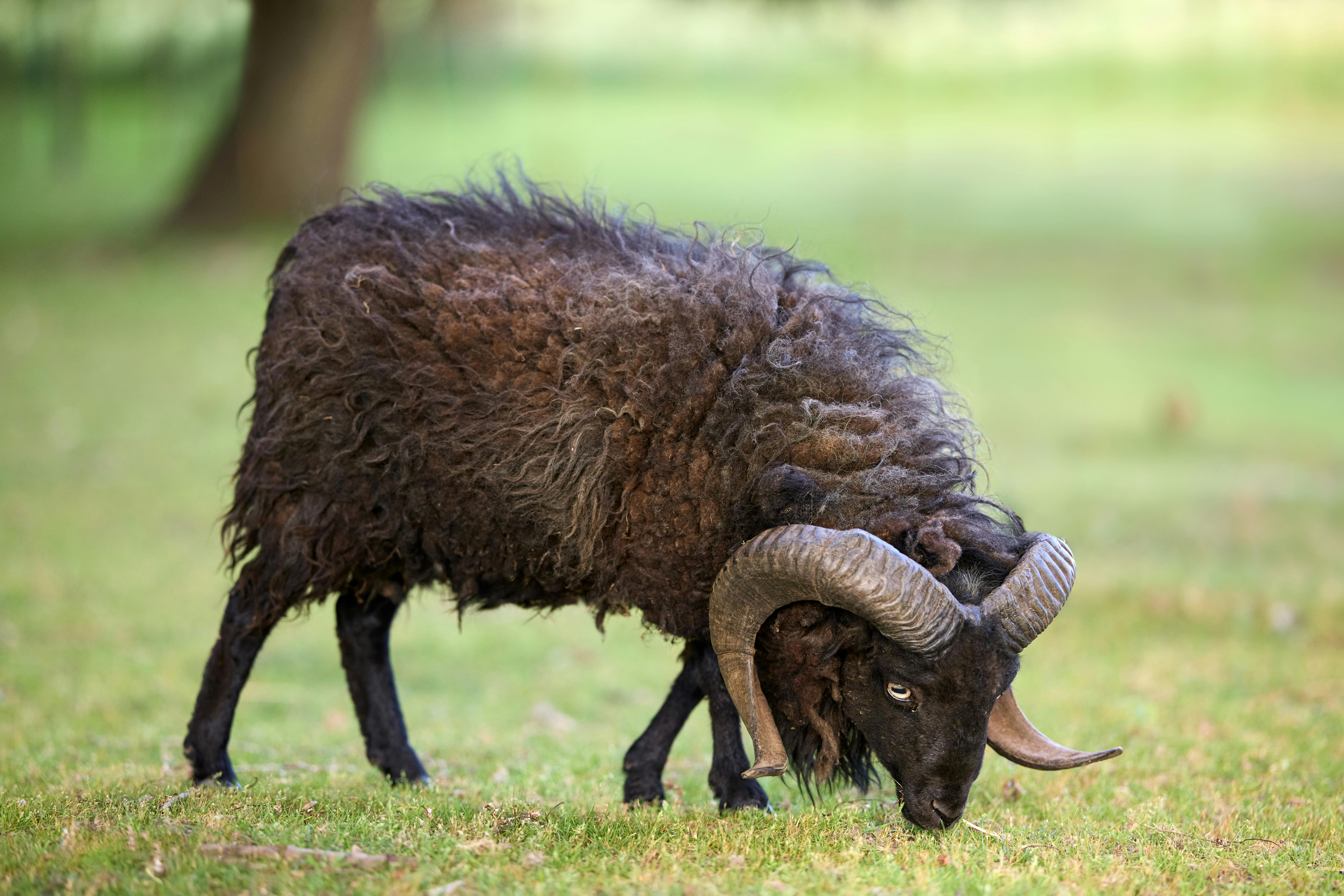 Discovering the Rare Olfactory Treasures and Their Importance