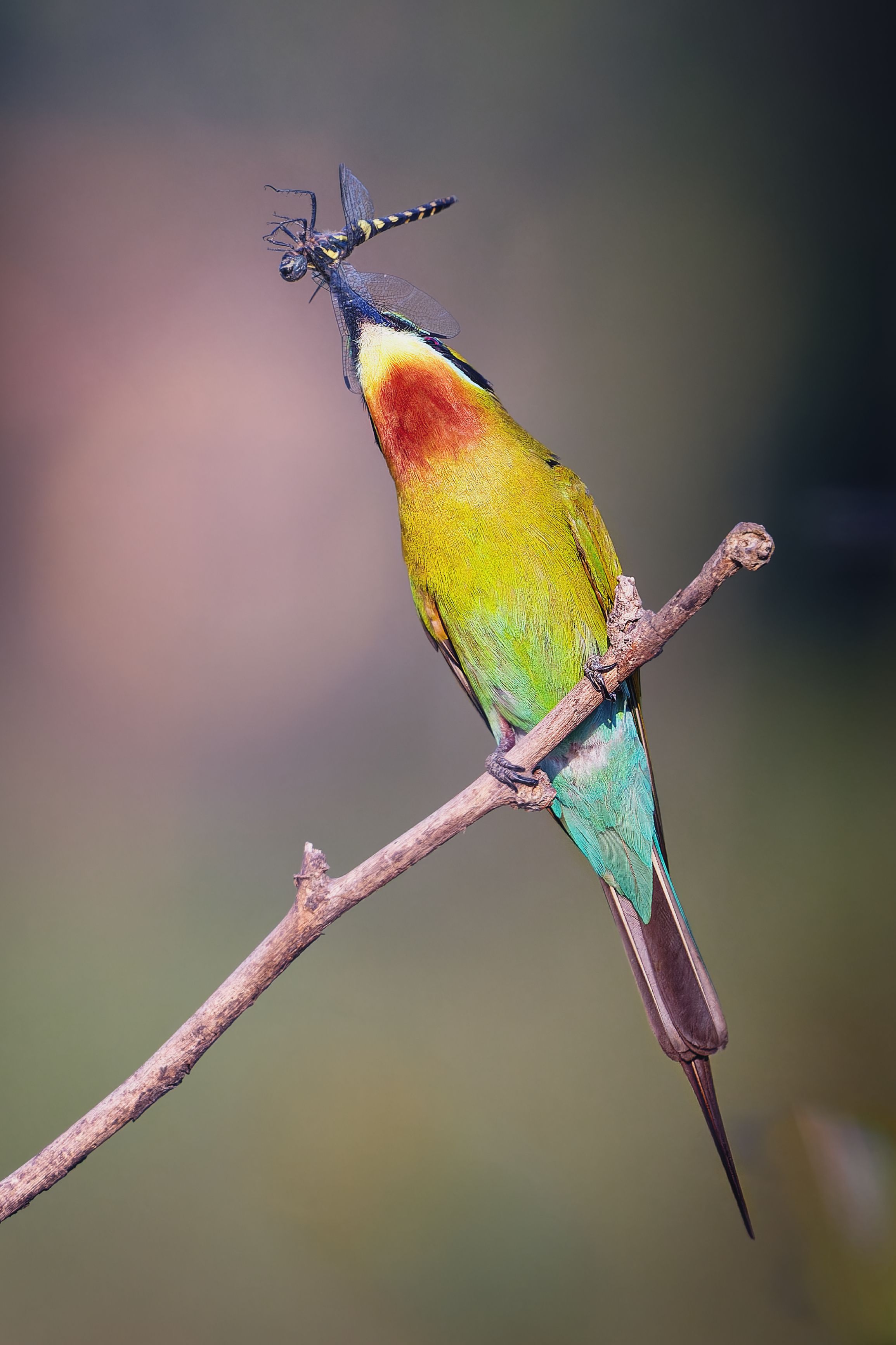 Colorful Bird with Dragonfly in Beak Perched on Branch · Free Stock Photo