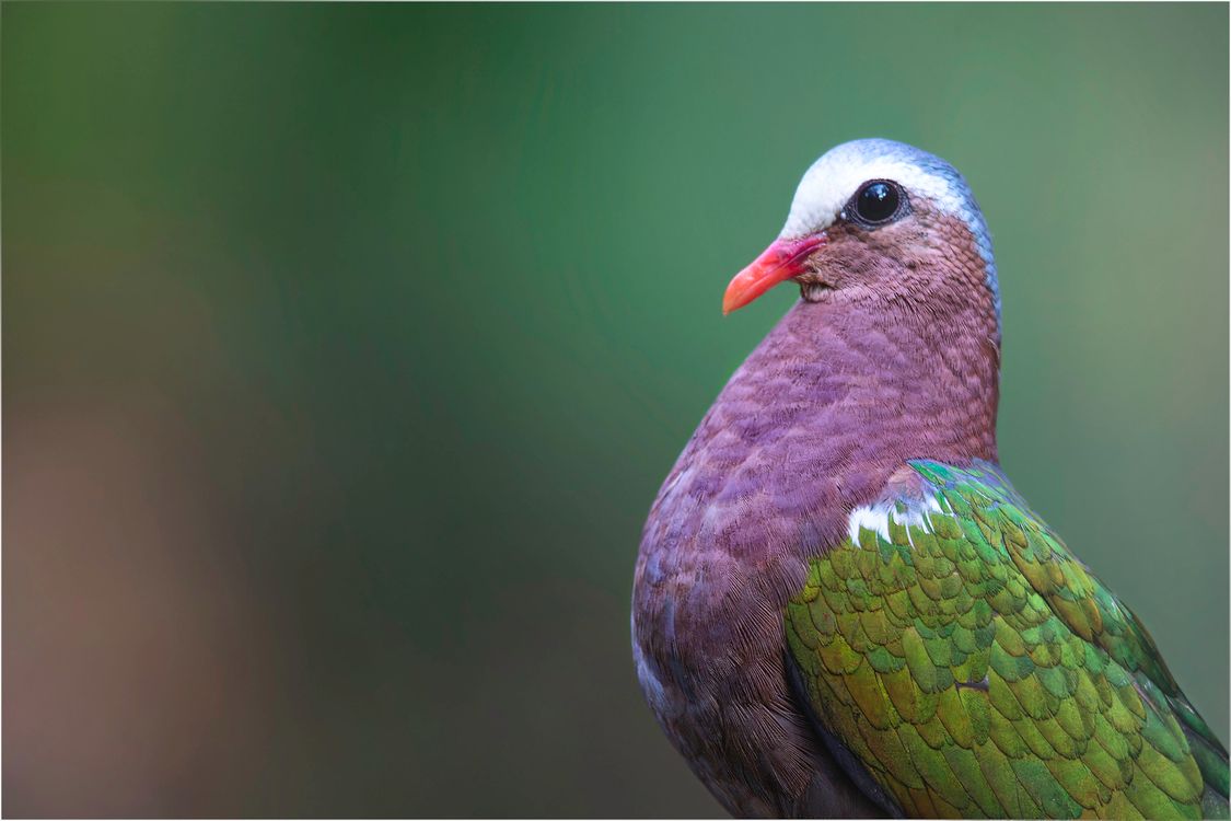 Coloriful Dove Close-up of a Colorful Exotic Dove in Profile · Free Stock Photo