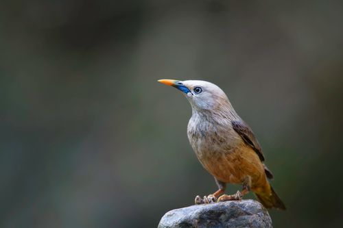 Free A detailed portrait of a Chestnut-tailed Starling perched on a rock in its natural habitat. Stock Photo