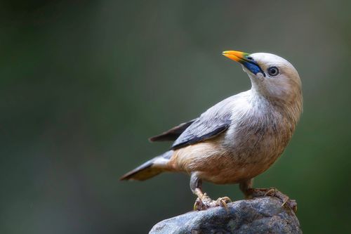 Free Close-up of a grey bird with a yellow beak on a rock, surrounded by soft green background. Stock Photo