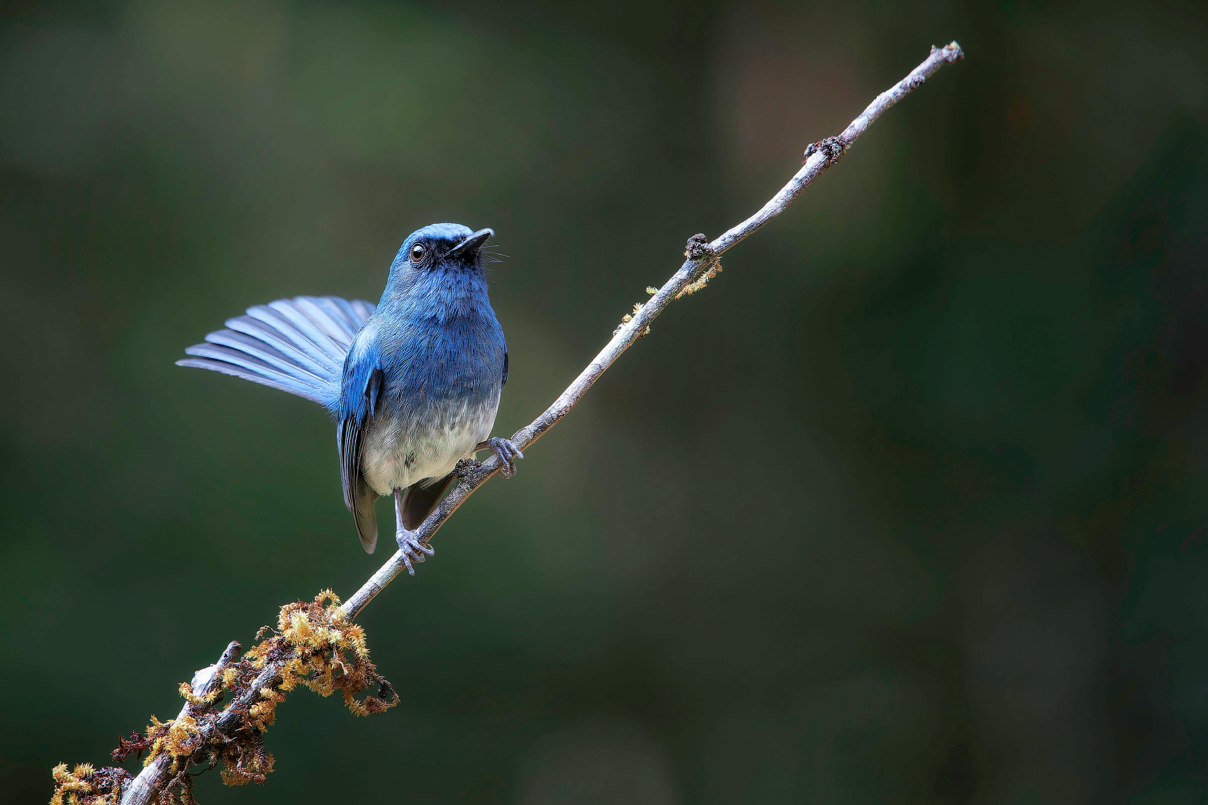 Close-up of a blue bird perched on a branch against a blurred natural background.