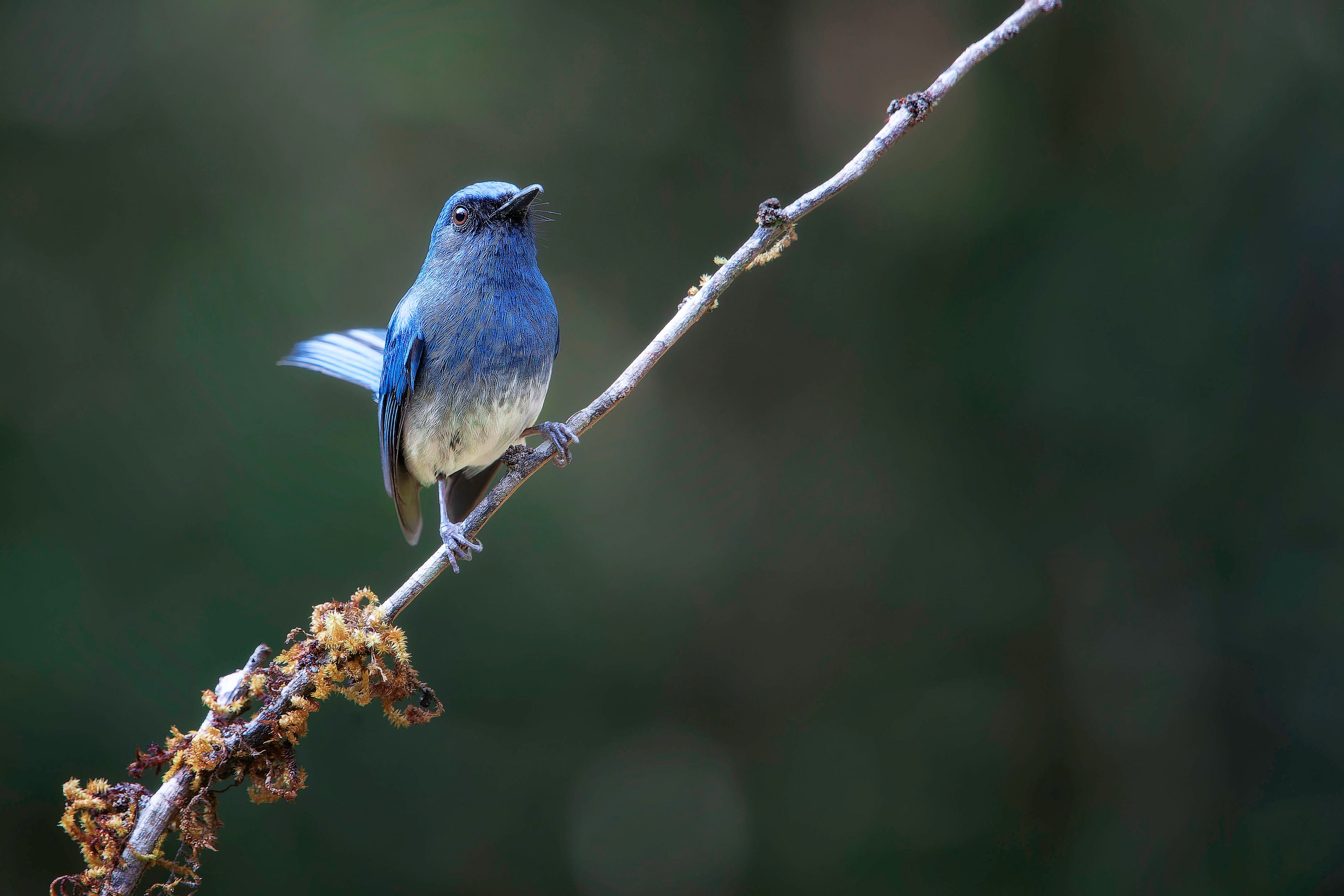 Blue Bird Perched on a Branch in Nature · Free Stock Photo