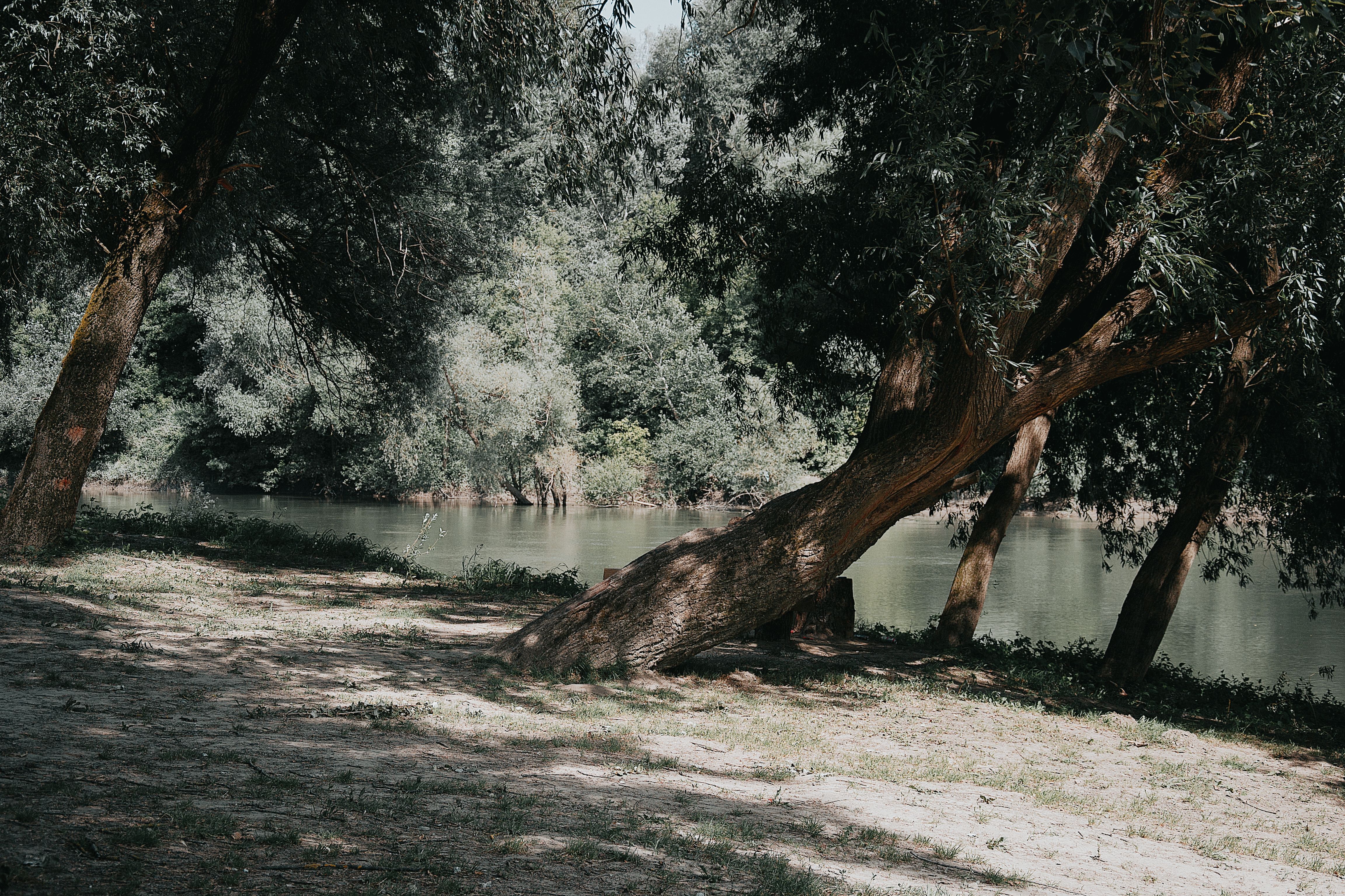 Oliviers en Grèce