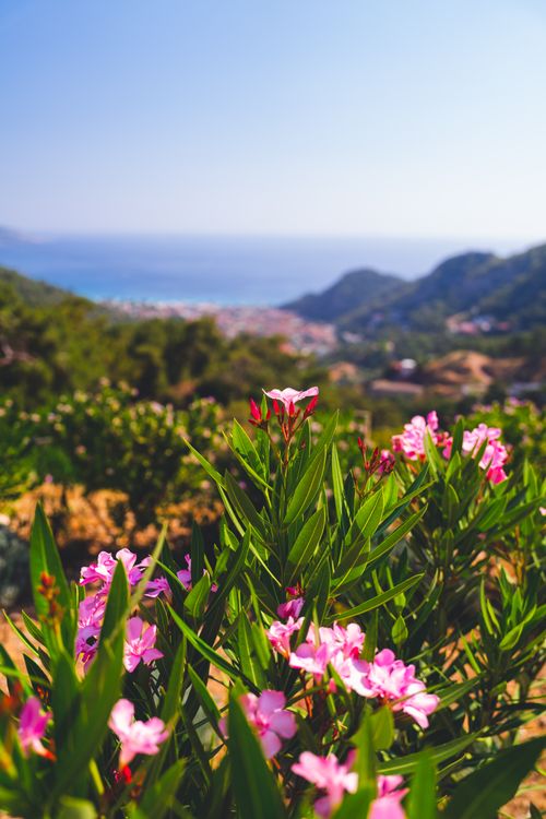Free Pink oleander flowers with a scenic coastal background, perfect for nature-themed projects. Stock Photo