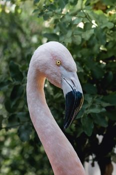flamingo photo
