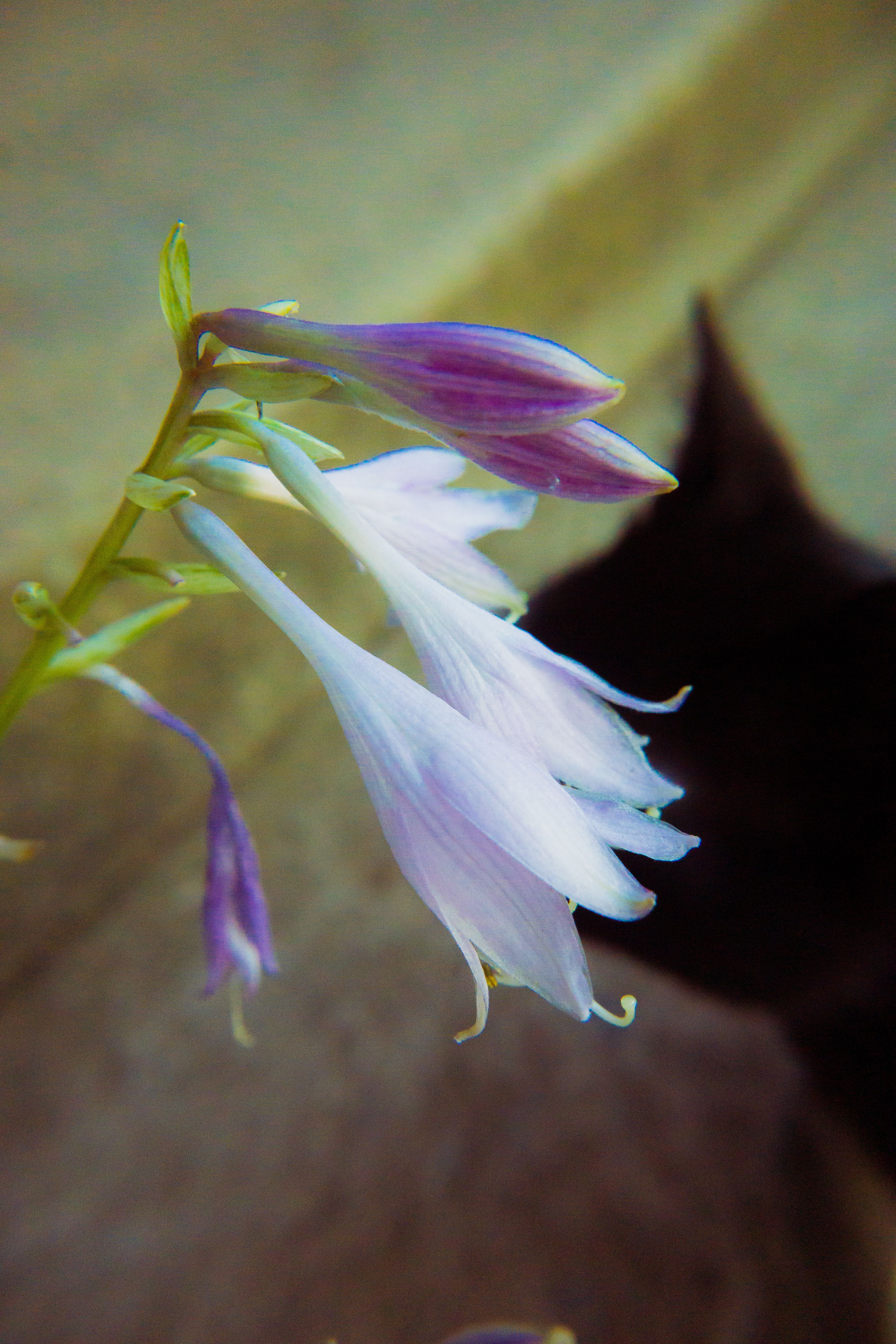 Beautiful close-up of purple hosta flowers with a subtle cat silhouette in the background.