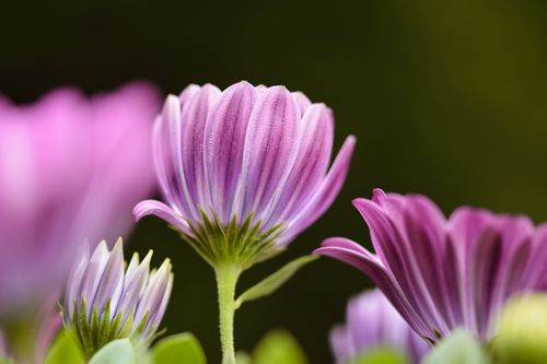 Free Vibrant close-up of pink daisy flowers in springtime, showcasing nature's beauty. Stock Photo