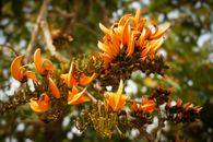 Vibrant orange Flame of the Forest flowers bloom outdoors, showcasing their unique beauty.
