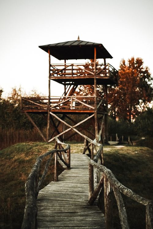 Free Wooden observation tower with rustic walkway during golden sunset, surrounded by nature. Stock Photo
