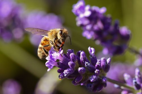 Free A stunning macro shot of a honeybee collecting nectar from a vibrant purple lavender flower. Stock Photo