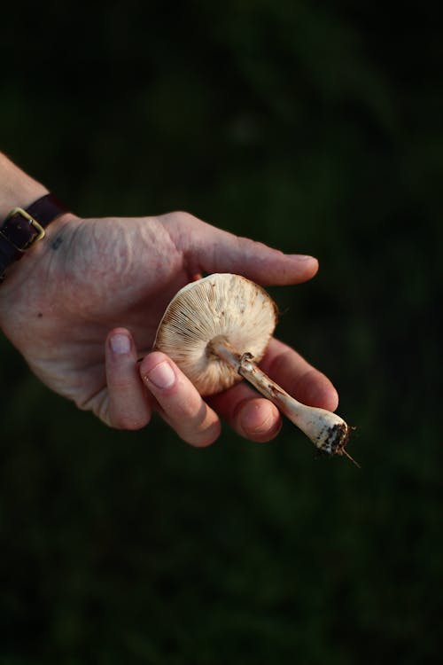 Person Holding White Mushroom