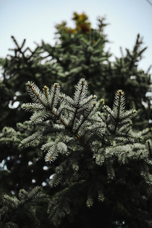 Fotobanka s bezplatnými fotkami na tému hĺbka ostrosti, ihličnany, ihličnatý