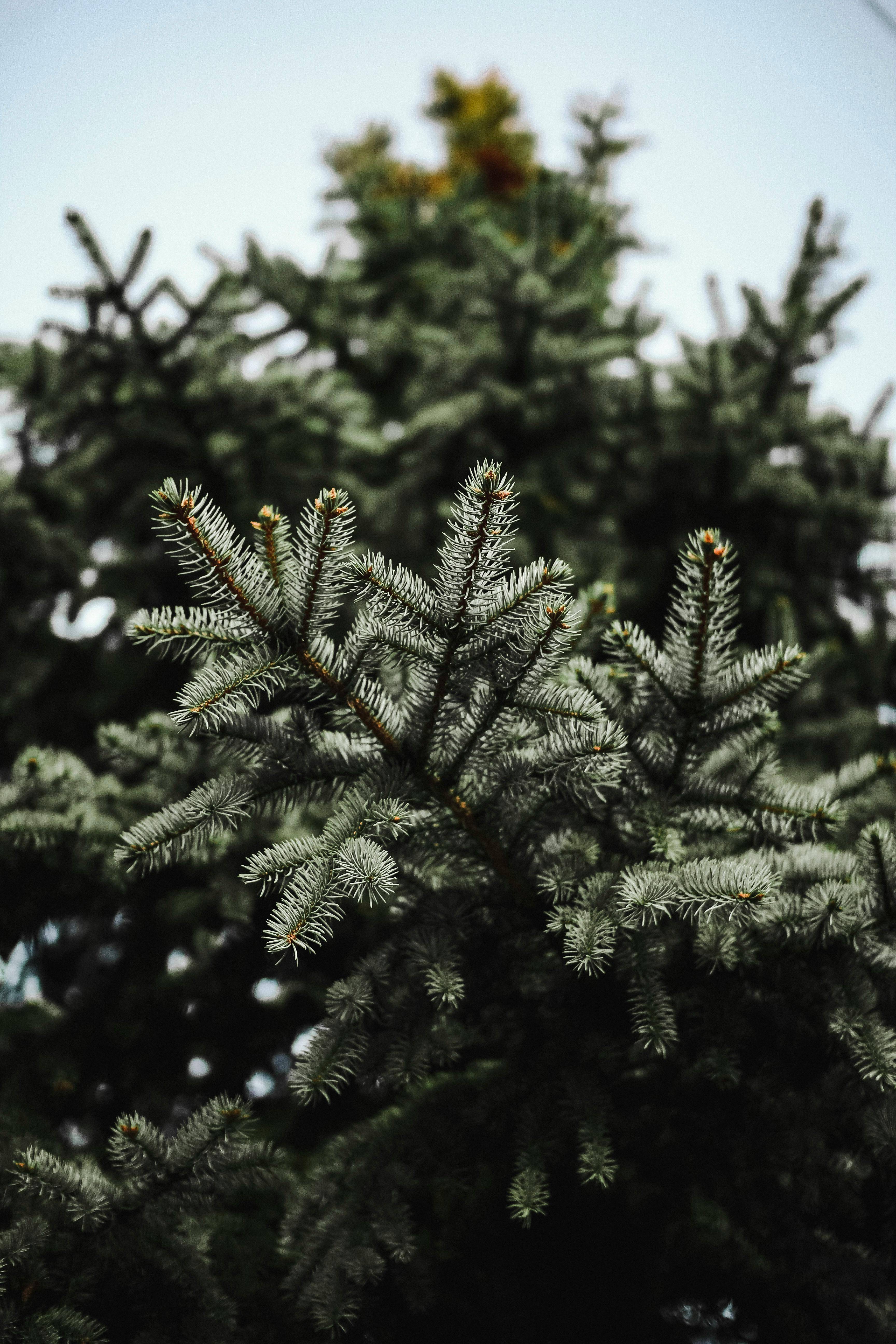 Green Pine Tree · Free Stock Photo
