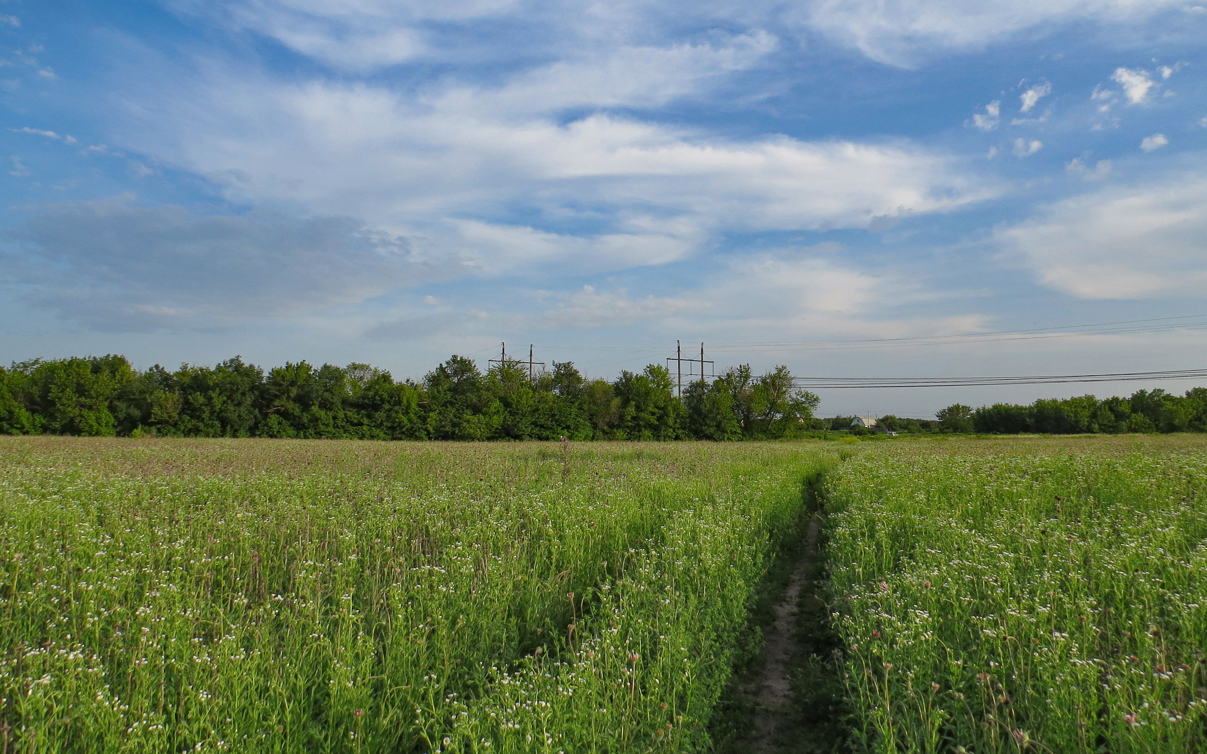 Scenic Green Field under Blue Sky in Kharkiv, Ukraine · Free Stock Photo