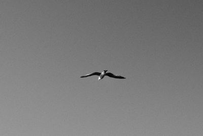 Black and White Seagull in Flight Over İstanbul · Free Stock Photo