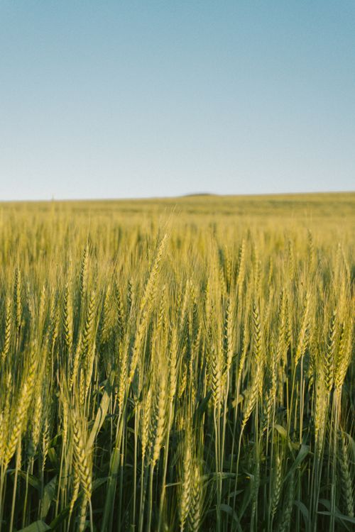 Free A vast golden wheat field basks under a clear blue sky, capturing the essence of a sunny summer day. Stock Photo