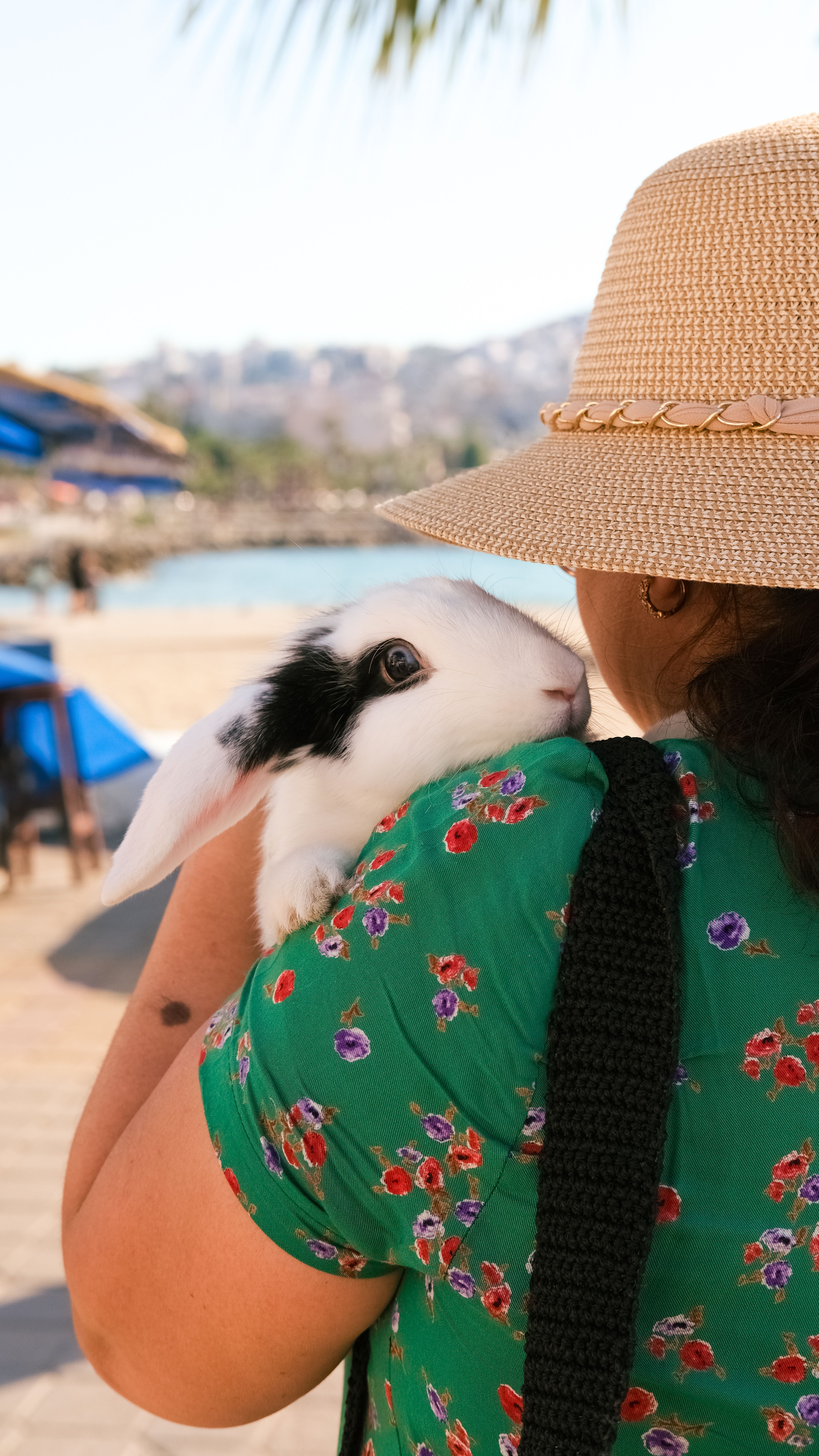 Woman Embracing Rabbit by the Beach in Summer · Free Stock Photo