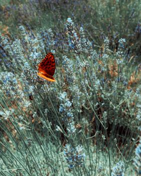A vibrant butterfly rests on lavender flowers in Provence, capturing the essence of summer.