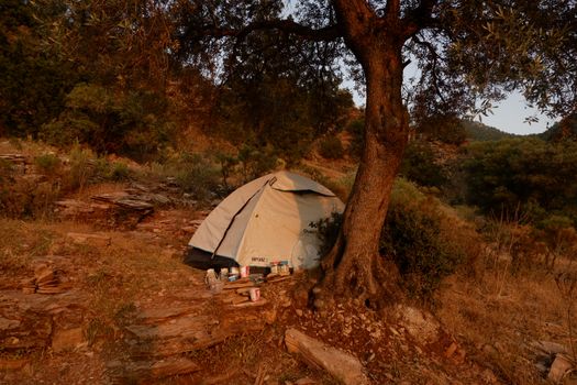 Outdoor camping scene featuring a pitched tent under a large tree in a natural forest setting.