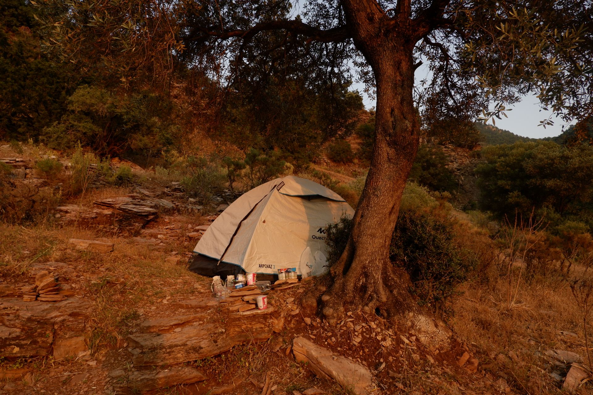 Outdoor camping scene featuring a pitched tent under a large tree in a natural forest setting.