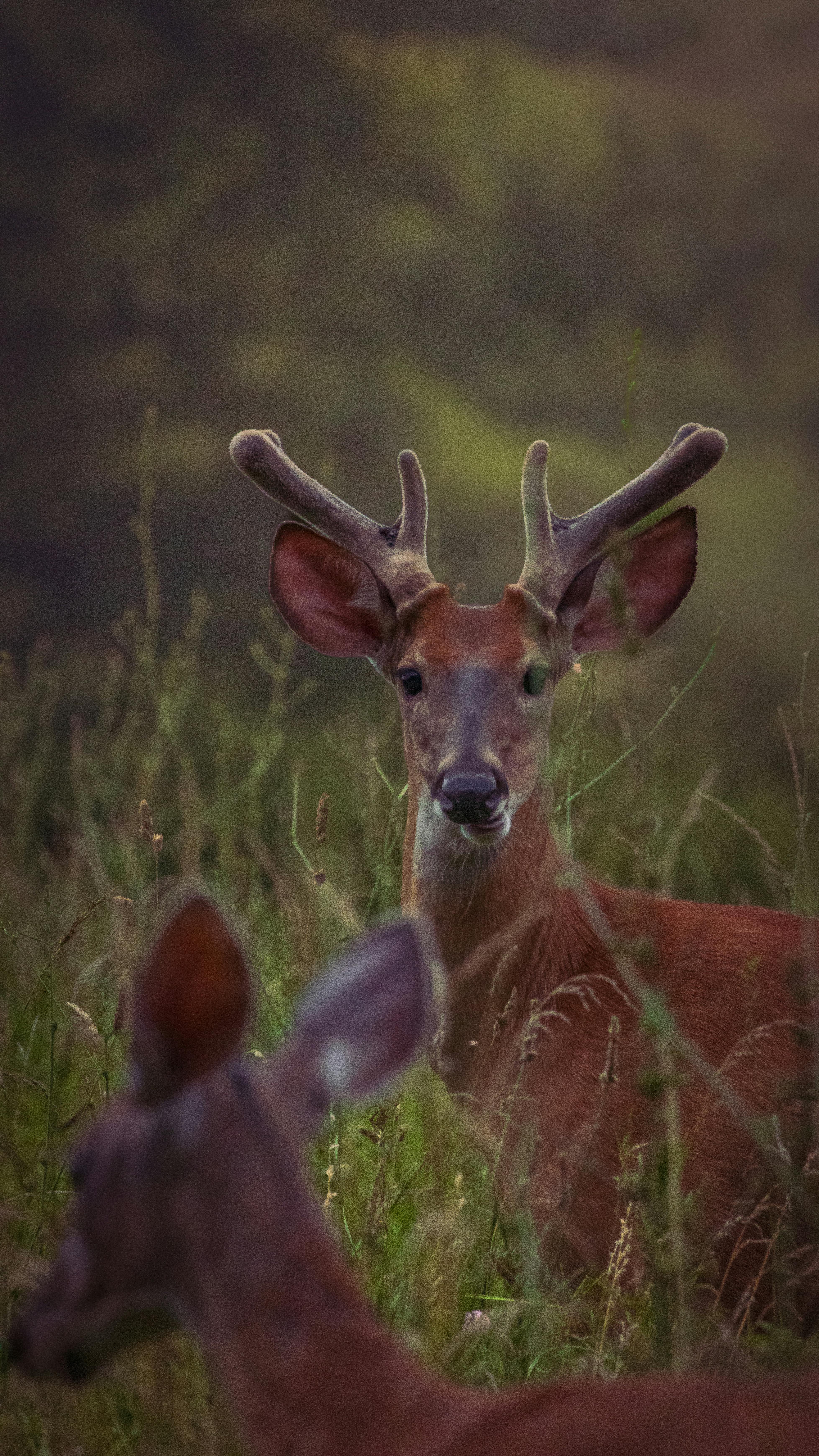 grátis Foto profissional grátis de animais, animais selvagens, animal Foto profissional