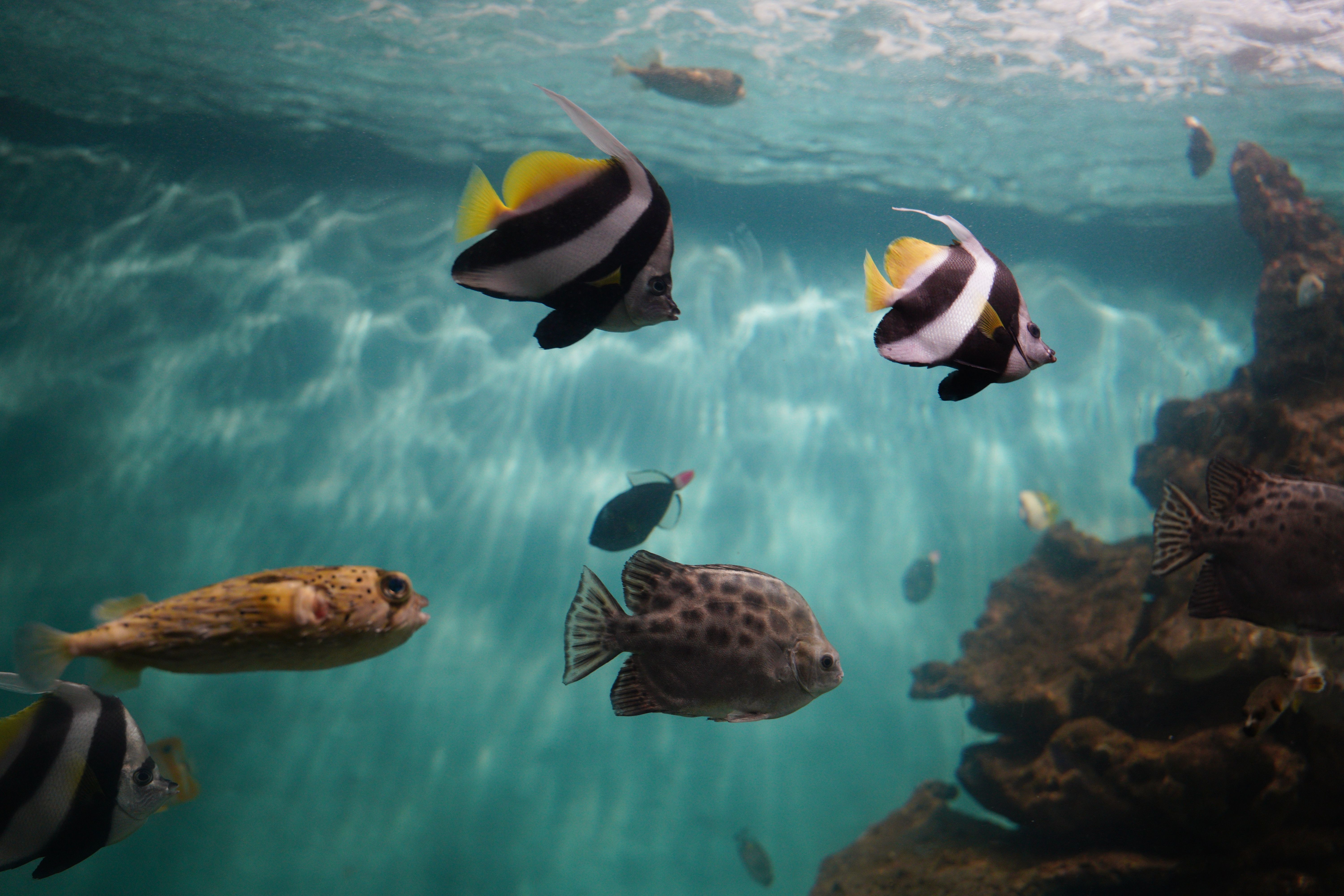 Les Écosystèmes Aquatiques : À la Découverte des Poissons du Monde
