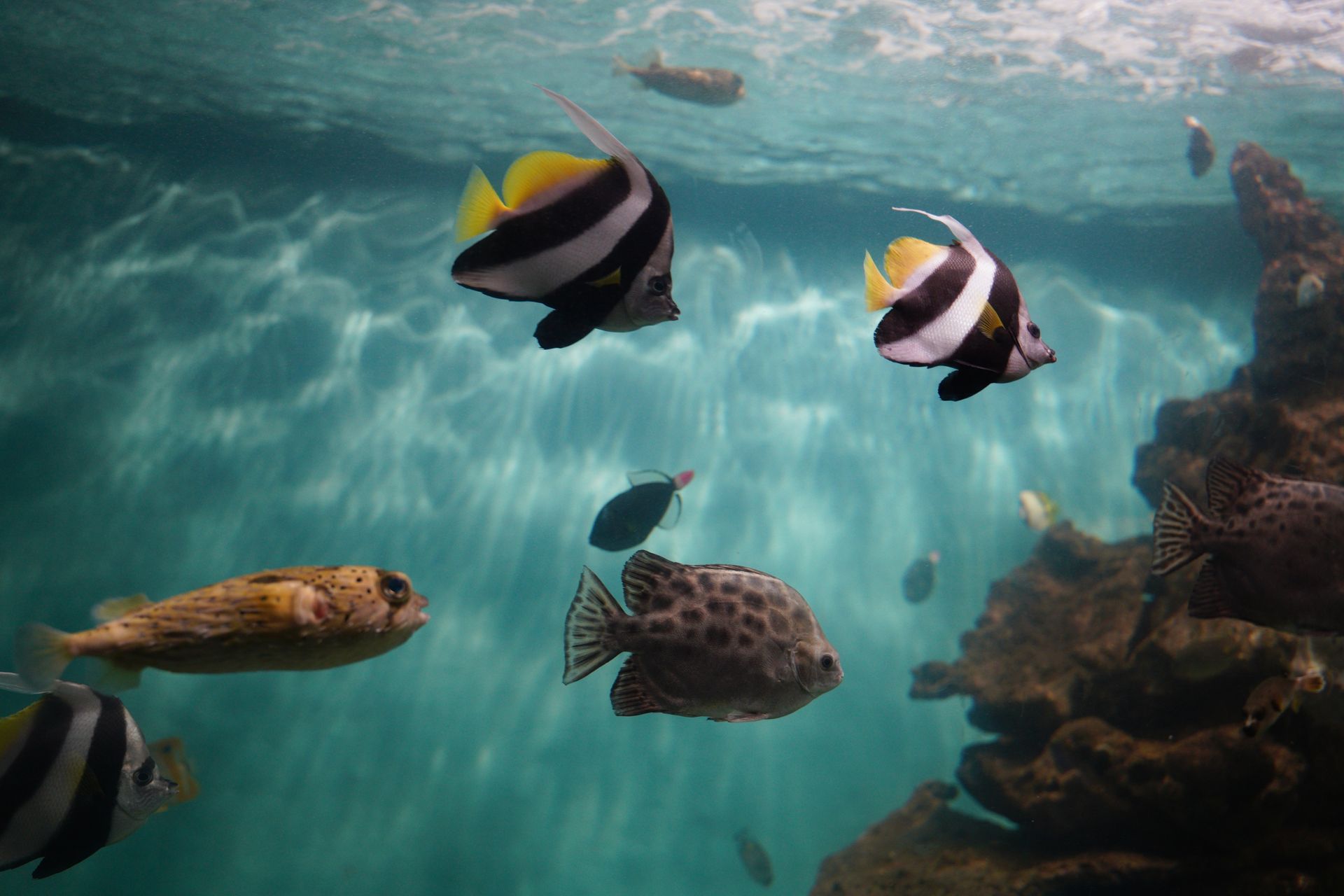 Underwater at Opunohu Canyons