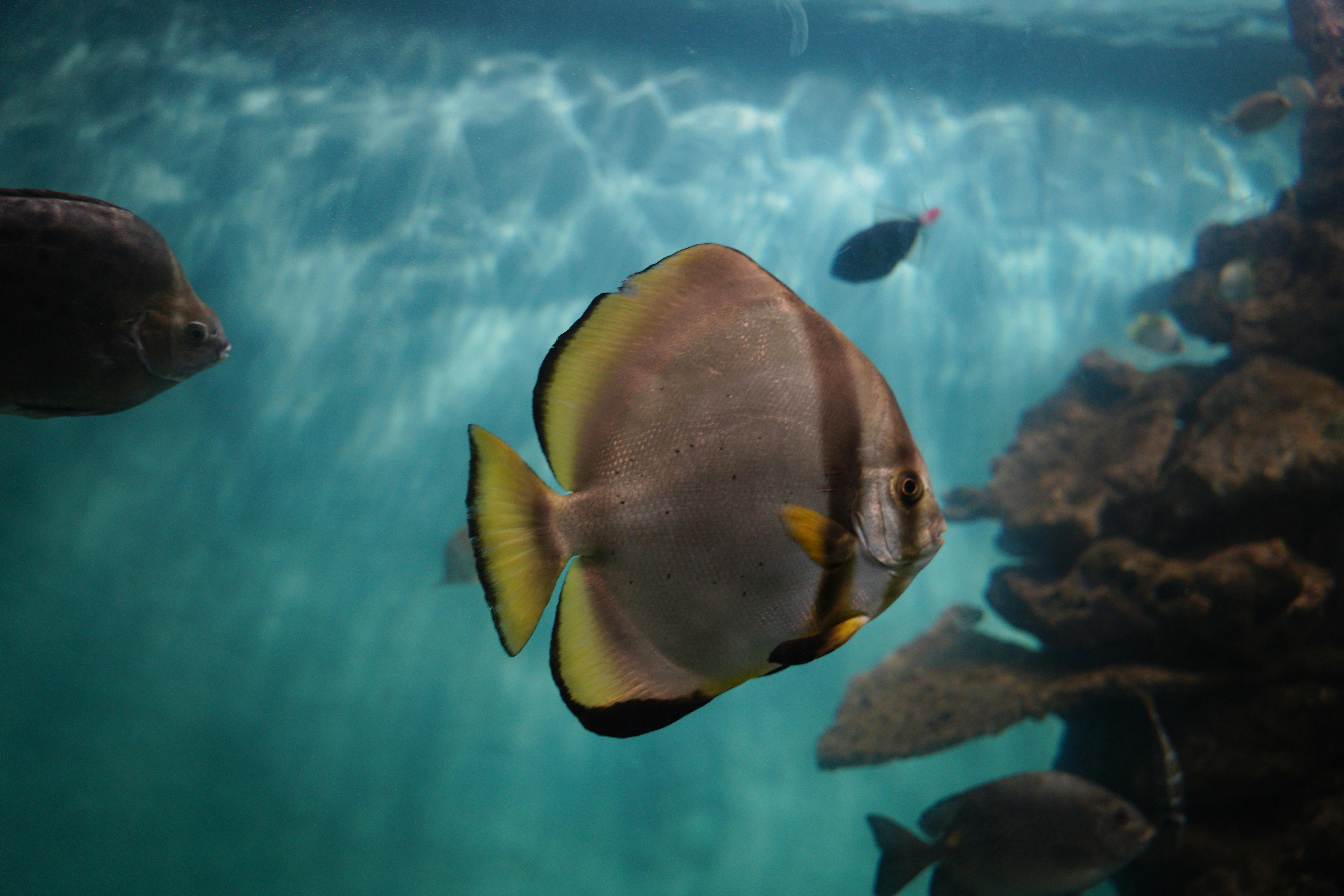 A close-up of colorful fish swimming in a clear aquarium with coral formations.