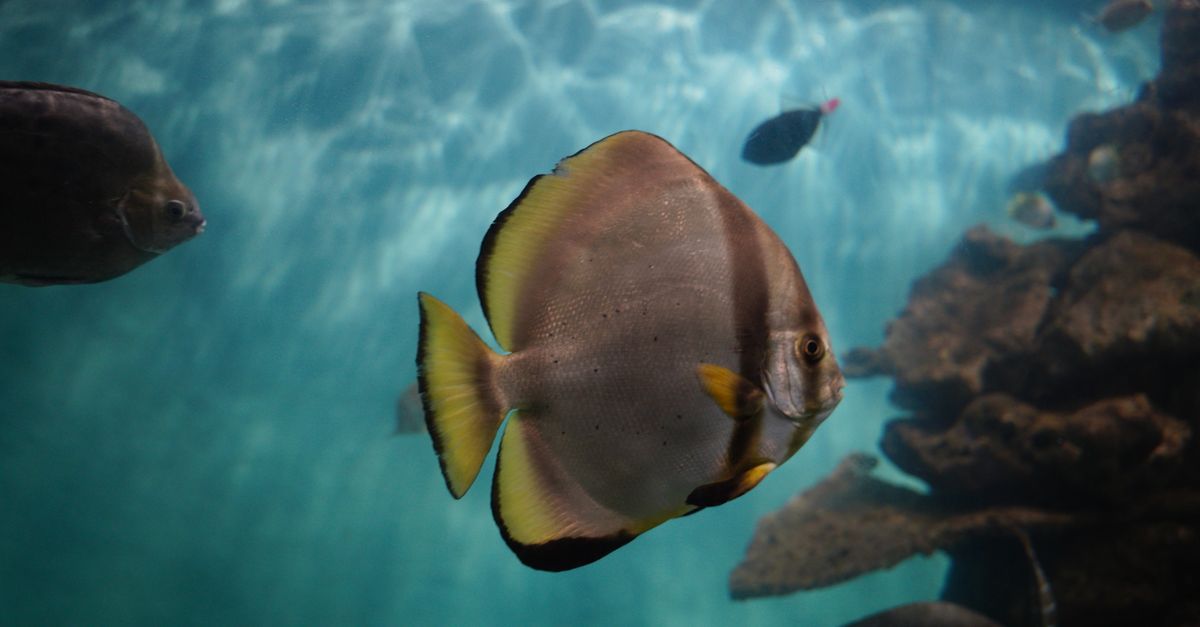A close-up of colorful fish swimming in a clear aquarium with coral formations.