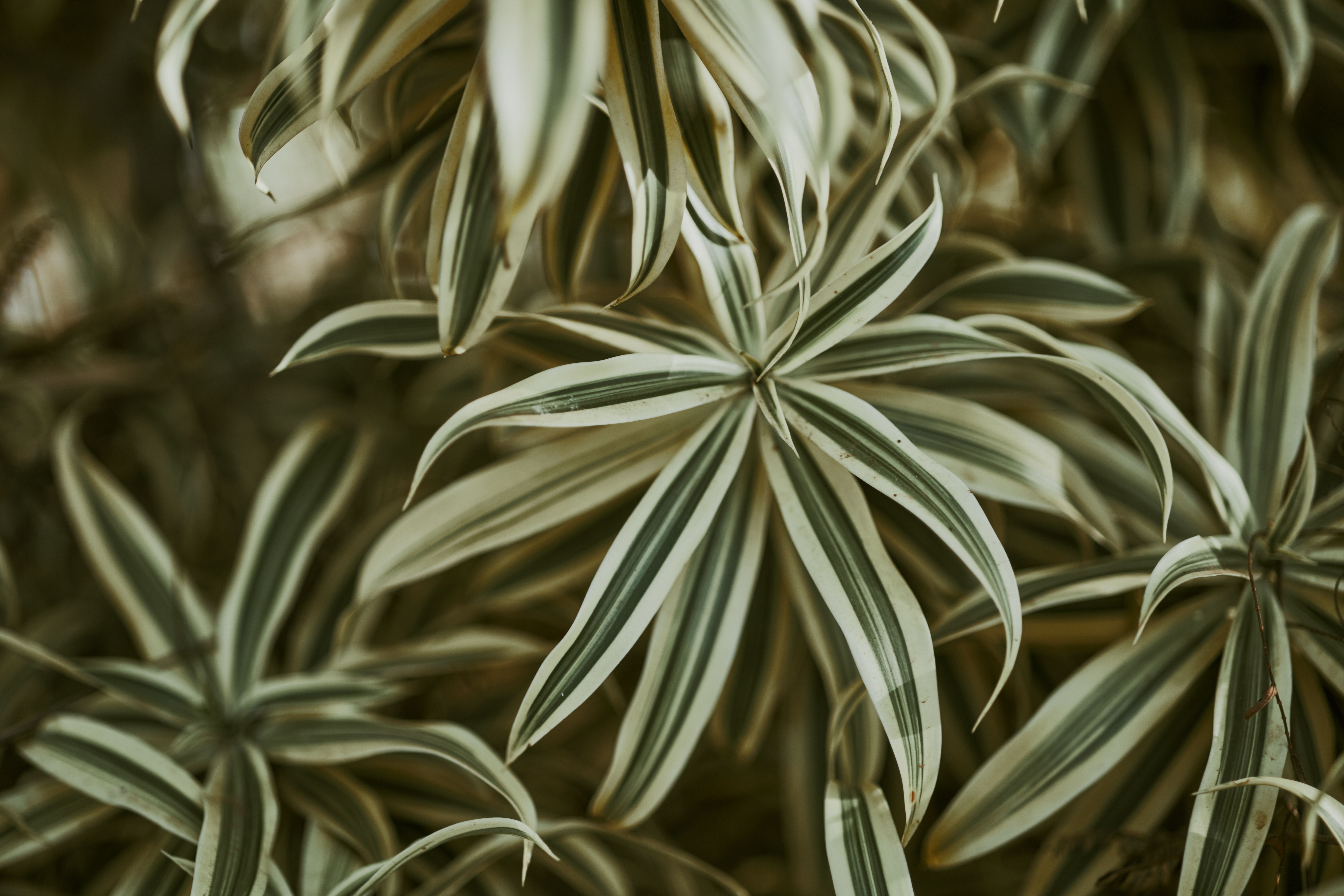 dracaena with striped leaves