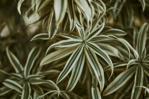 Free Detailed shot of variegated leaves showcasing natural patterns and textures in soft lighting. Stock Photo