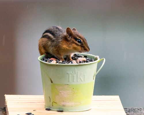 Free A chipmunk reclines on a green bucket filled with seeds, indulging outdoors. Stock Photo