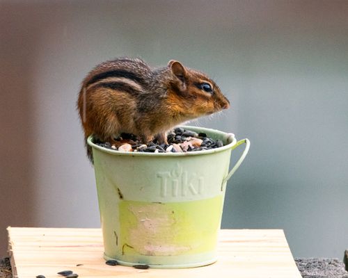 Free Chipmunk perched on seeds-filled Tiki bucket outdoors in Canonsburg, Pennsylvania. Stock Photo