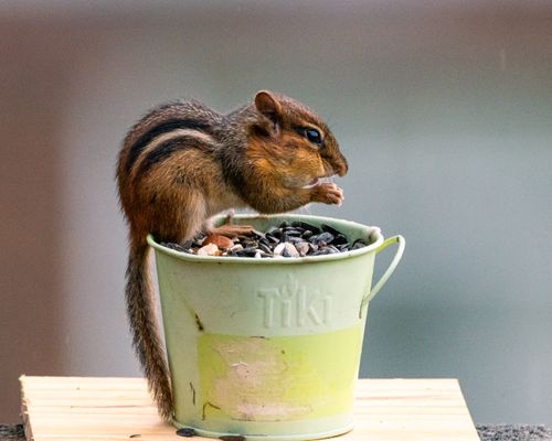 Free Eastern chipmunk perched on a green bucket filled with seeds outdoors. Stock Photo