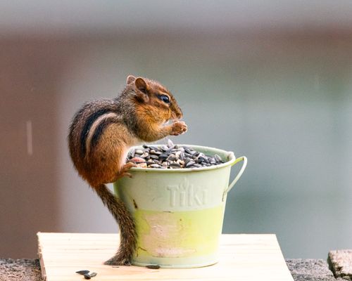 Free Chipmunk perched on a bucket full of seeds in Canonsburg, Pennsylvania. Stock Photo