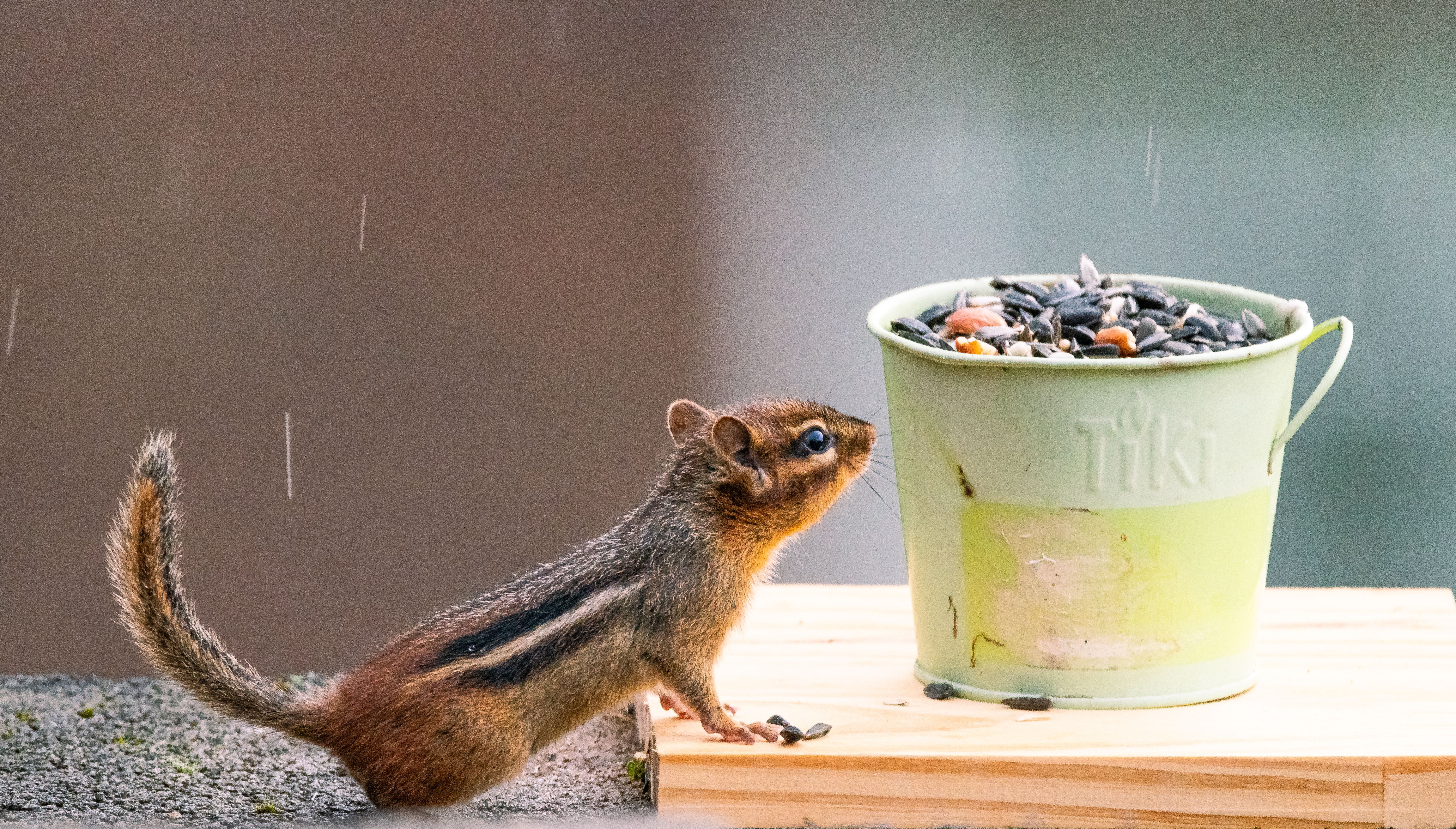 How many times a year do chipmunks give birth? - The Institute for ...