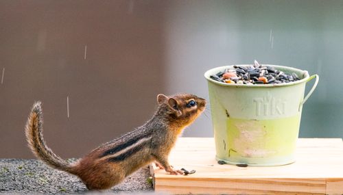 Free A chipmunk stands on a ledge next to a bucket full of seeds, captured in a light rain. Stock Photo